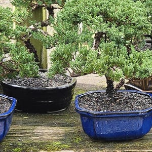 May include: A collection of bonsai trees in various sizes and styles, potted in blue and black ceramic pots. The trees are all green and healthy, with some having brown branches. The pots are sitting on a wooden surface.