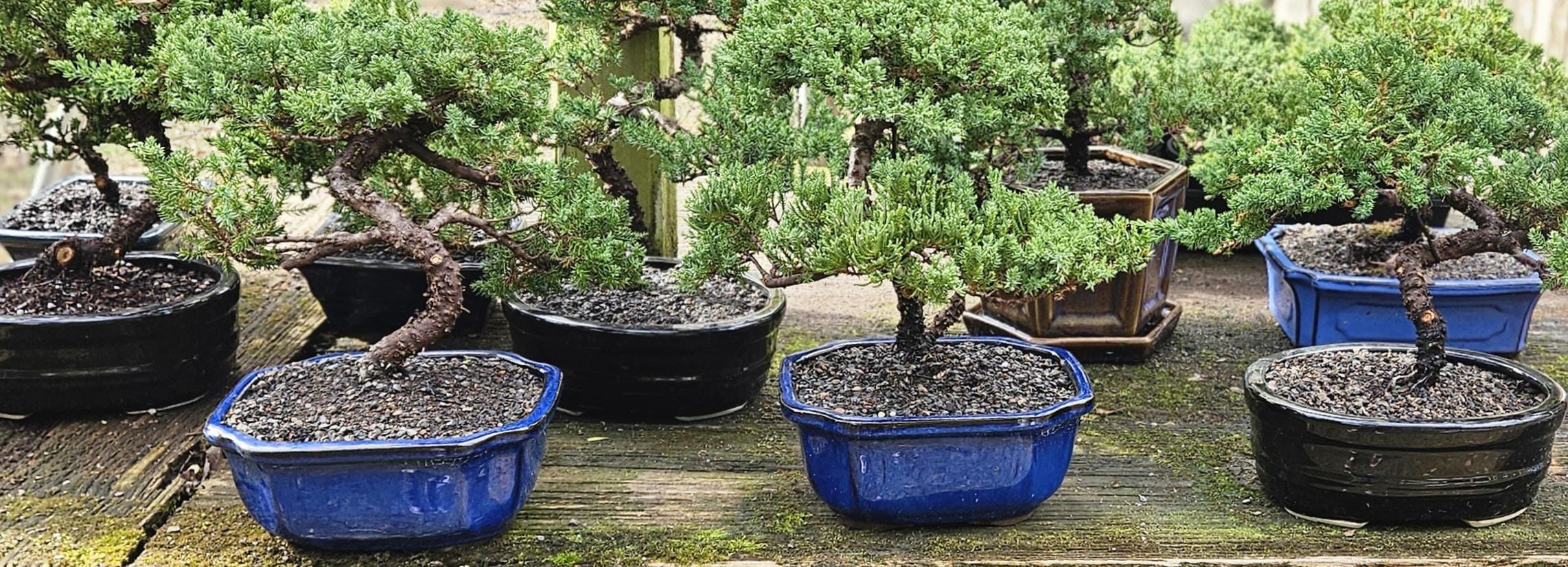 Bonsai Japanese Juniper Bonsai tree in a Black or Blue glazed ceramic pot Great gift. I can hold up to 21 days.