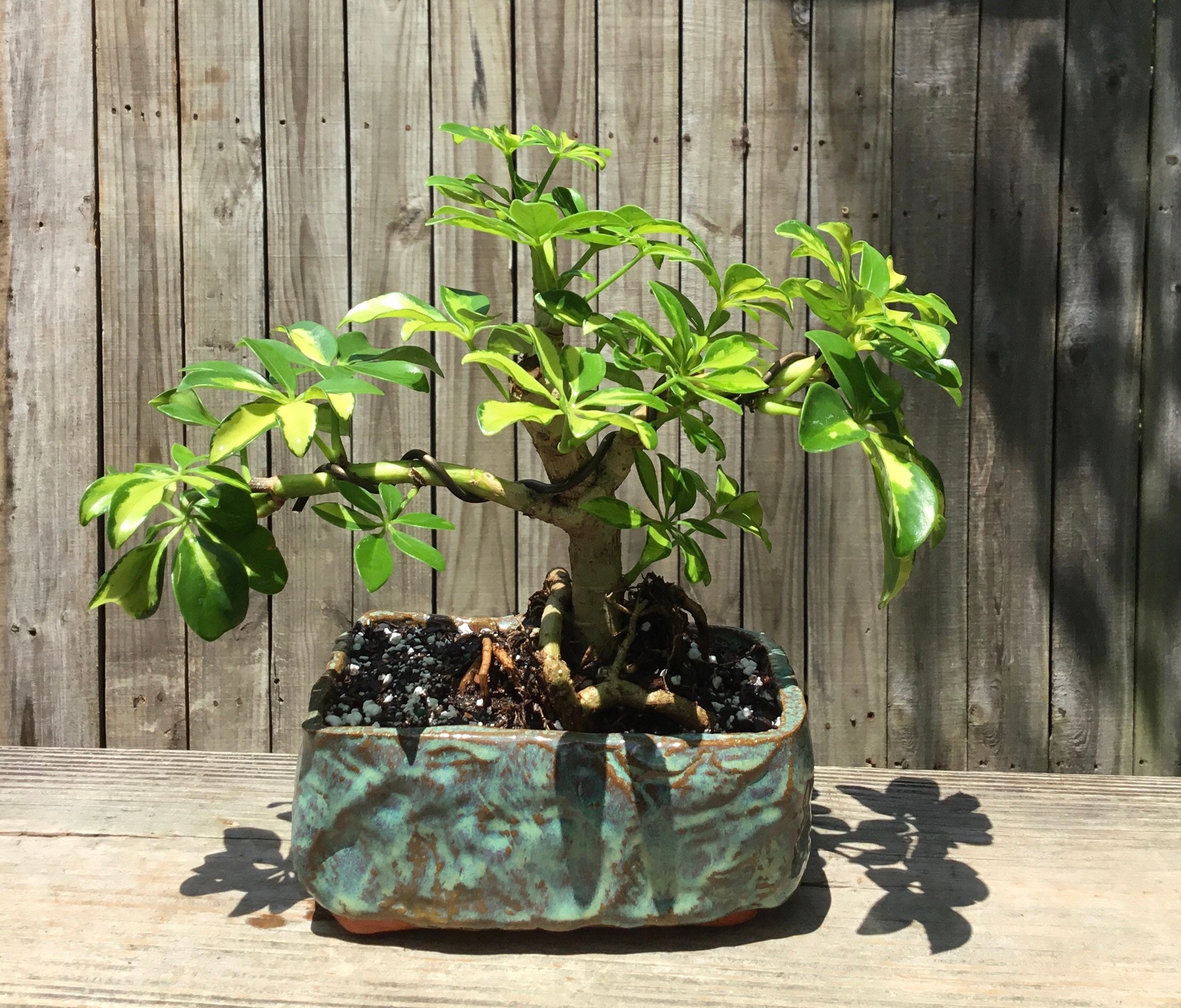 Tropical Arbicola Bonsai tree in Glazed Handmade 6 inch Etsy