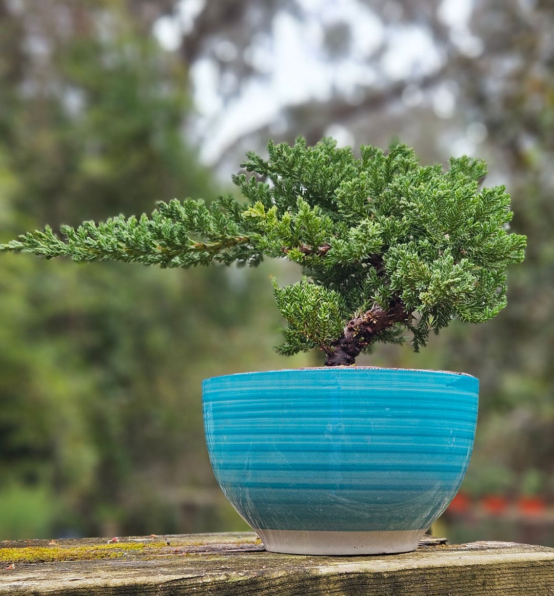 Bonsai Japanese Juniper Bonsai Tree in Aqua Ceramic Pot Etsy