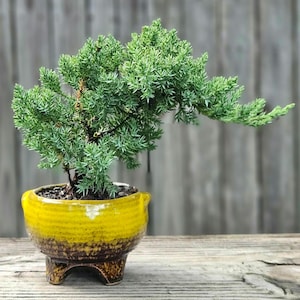 May include: A small juniper bonsai tree in a yellow and brown ceramic pot. The tree has a green, bushy canopy and is shaped like an elephant's trunk.