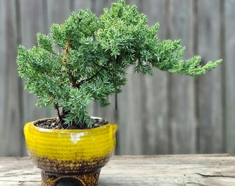 Juniper Bonsai tree in a blue,green,yellow,white,red or light blue round decorative pot.