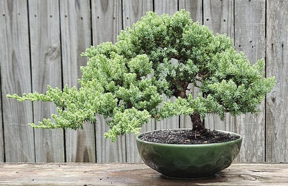 Japanese Juniper Bonsai Tree, 10 Year, Green Ceramic Pot - Etsy