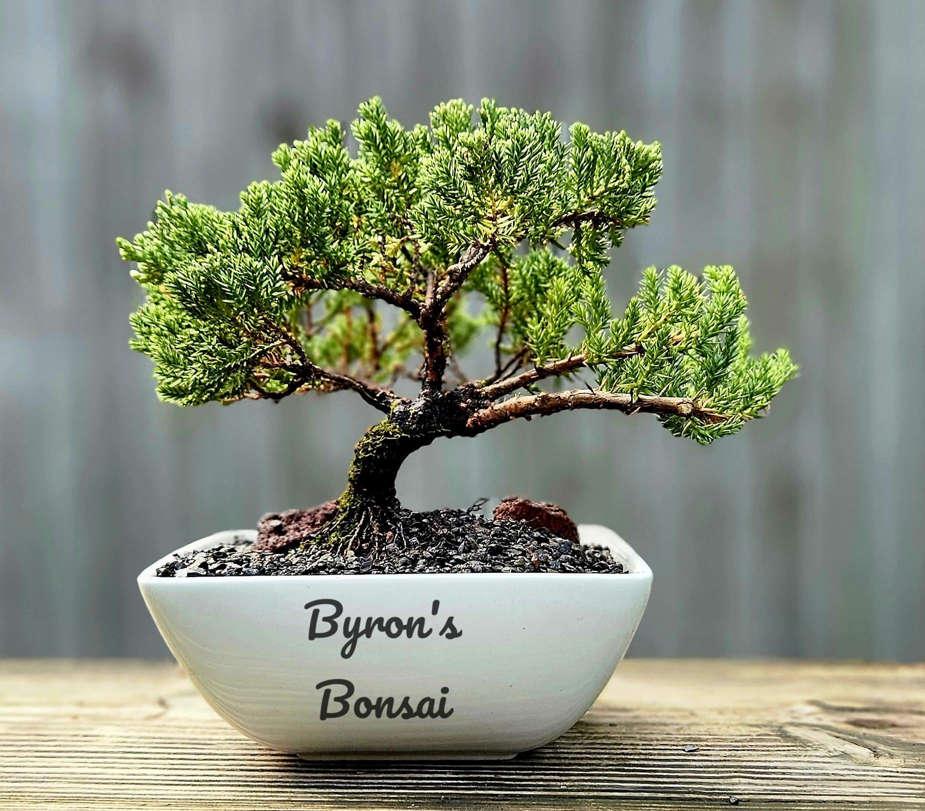 Bonsai Japanese Juniper Bonsai Tree in a Square White Glazed Porcelain Pot.  - Etsy