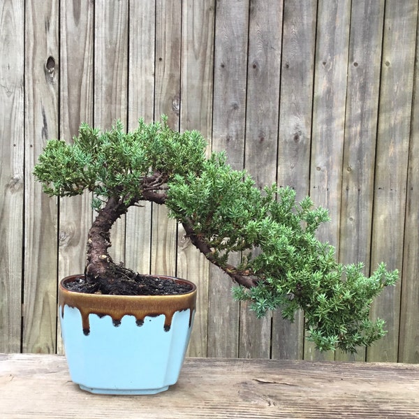 Juniper Bonsai Tree in Brown and Blue Ceramic Pot