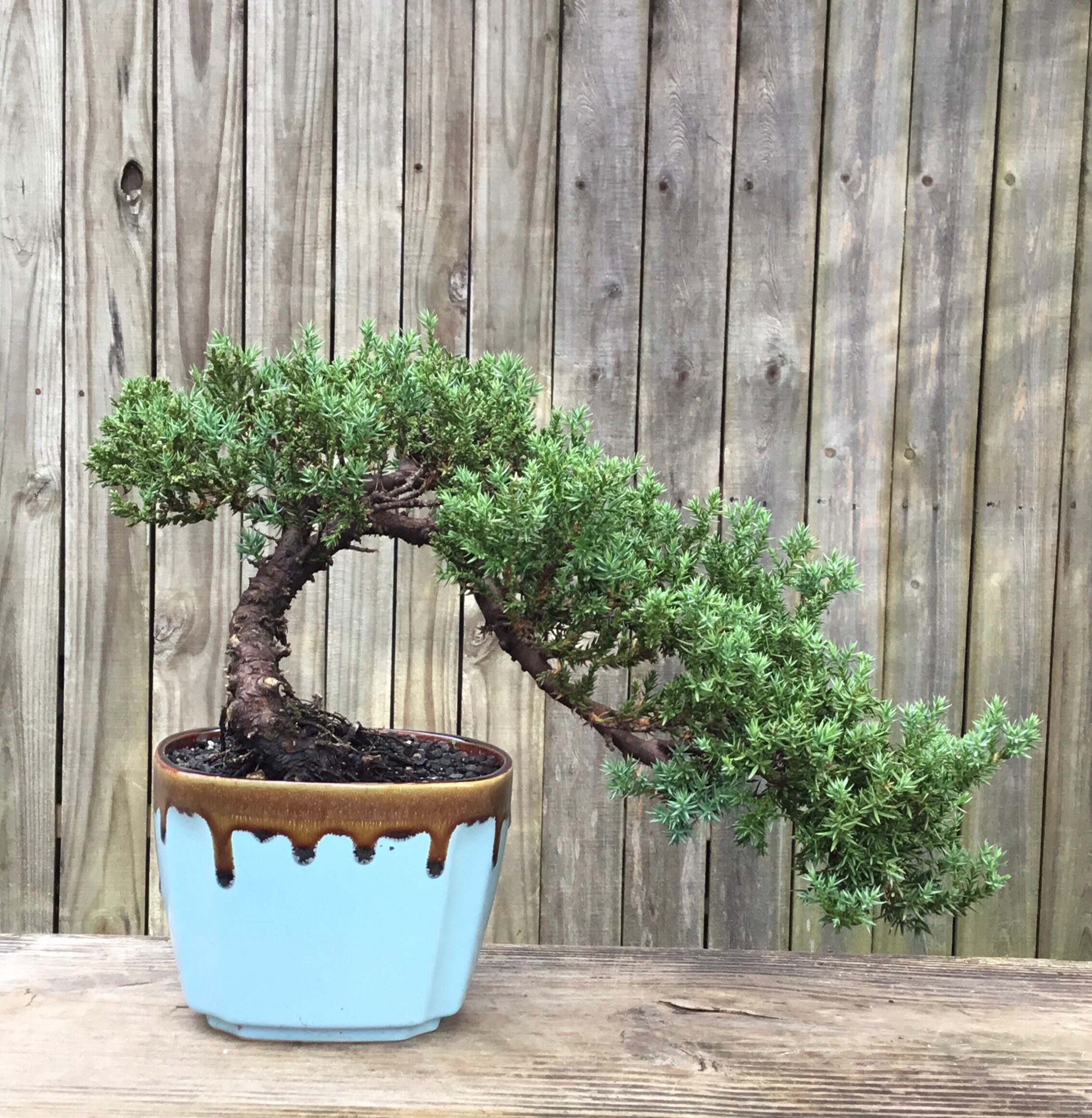 Silk Floss Tree Bonsai