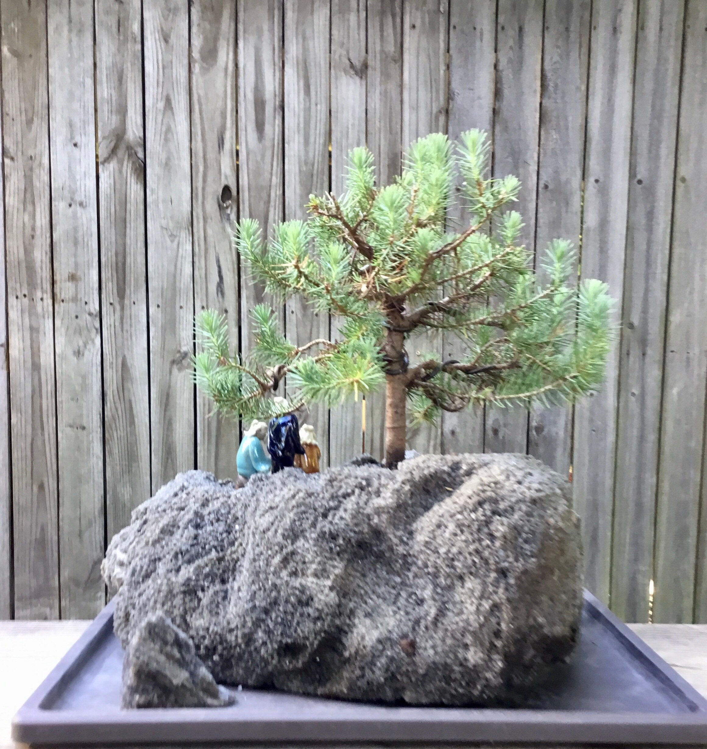 Stone Pine Bonsai Tree in a Lava Rock Planting With Antique Etsy