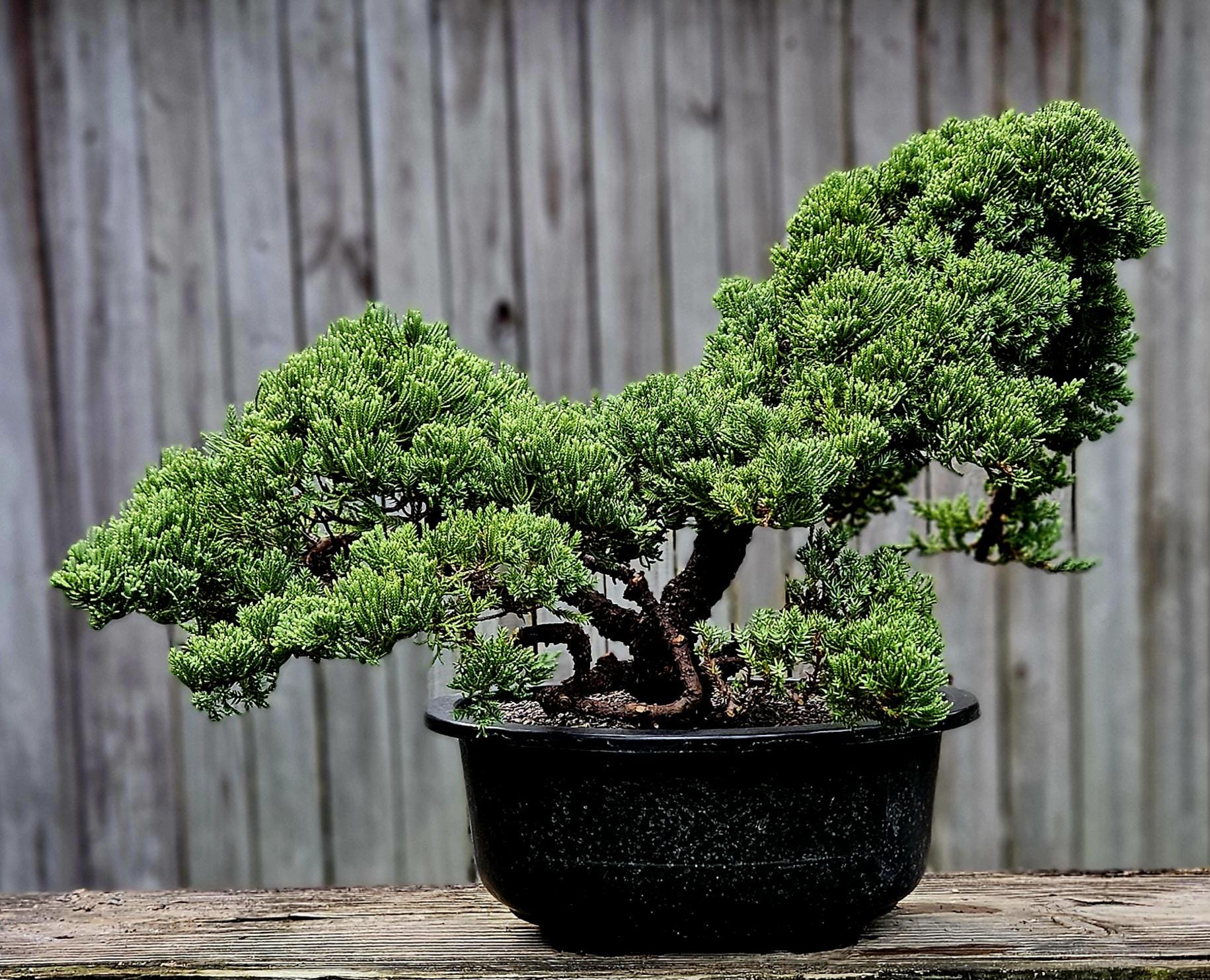 Old Procumbens Nana Bonsai Tree, 30 Year Japanese Juniper - Etsy