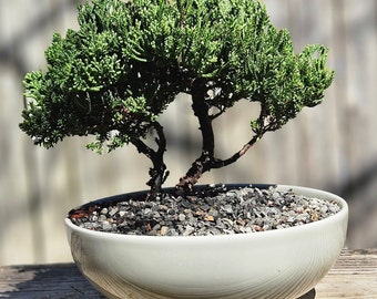 Juniper Bonsai tree in a grey round 7 inch pot.