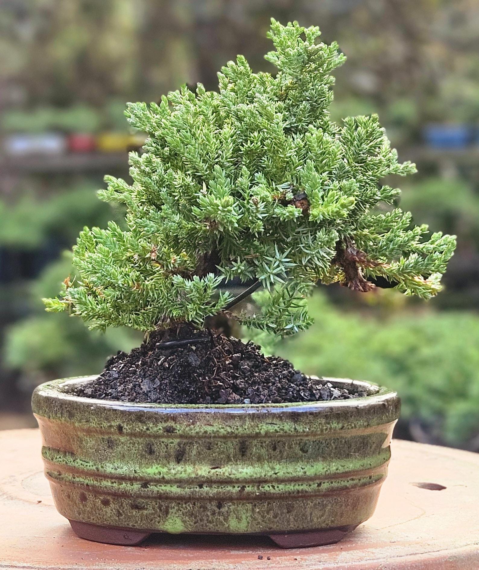 Bonsai Juniper Bonsai Tree in a Green Oval Glazed Ceramic 6”pot - Etsy