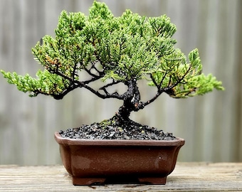 Op de afbeelding: Een kleine groene jeneverbes bonsaiboom in een bruine keramische pot. De boom heeft een dikke stam en veel takken met kleine groene bladeren. De pot staat op een houten oppervlak.