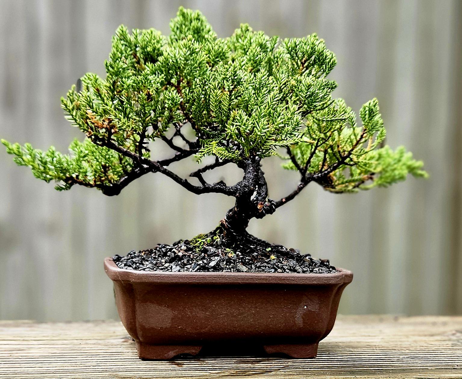レザー盆栽　ダークブラウン　leather BONSAI No.01 Chinese Elm Bonsai | The Bonsai Shop – Dandy Farmer
