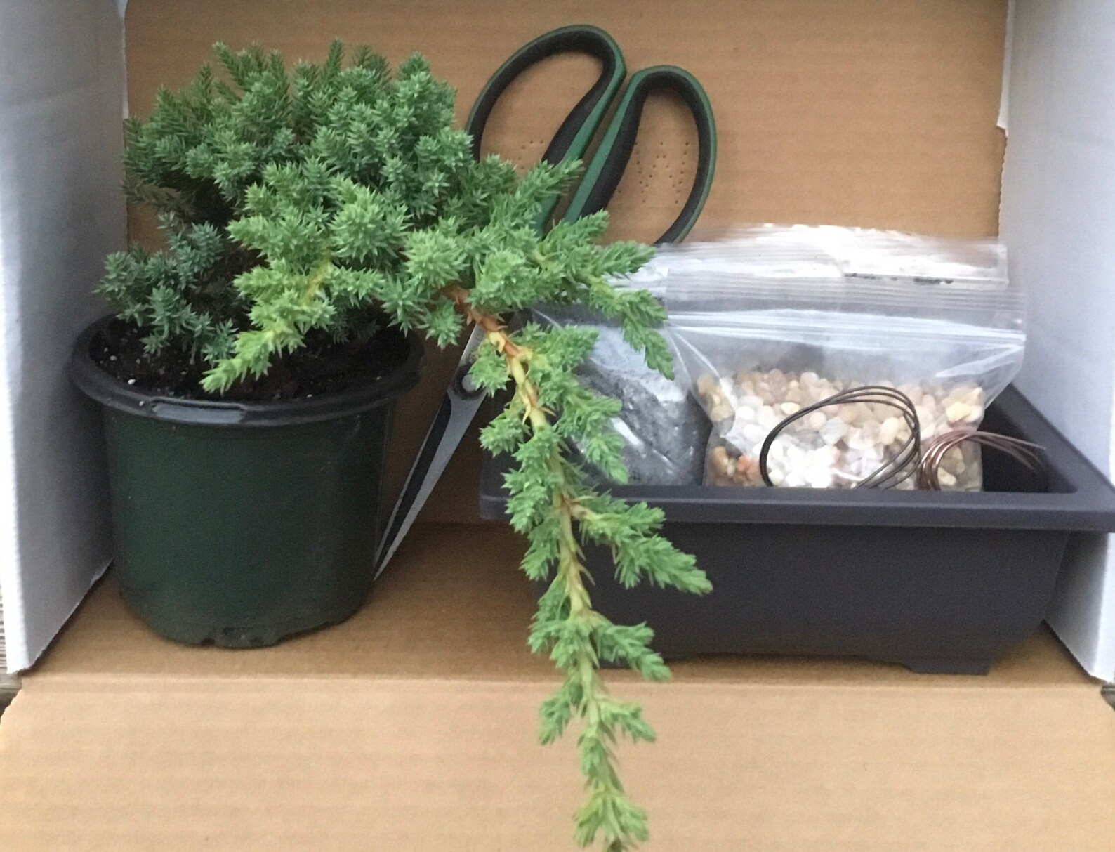 Juniper Bonsai Tree Kit 4 year old prebonsai Etsy