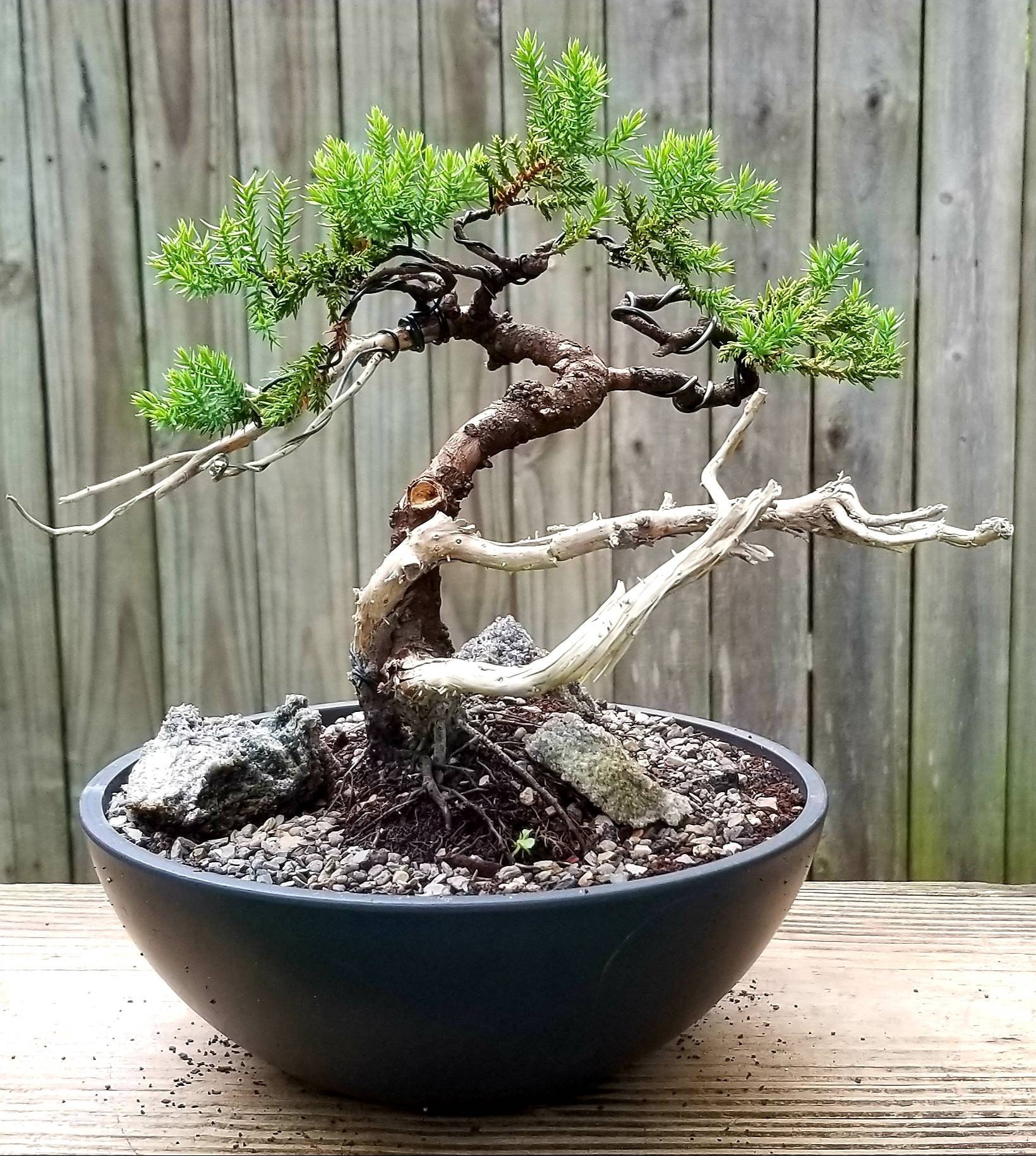 Shari Bonsai