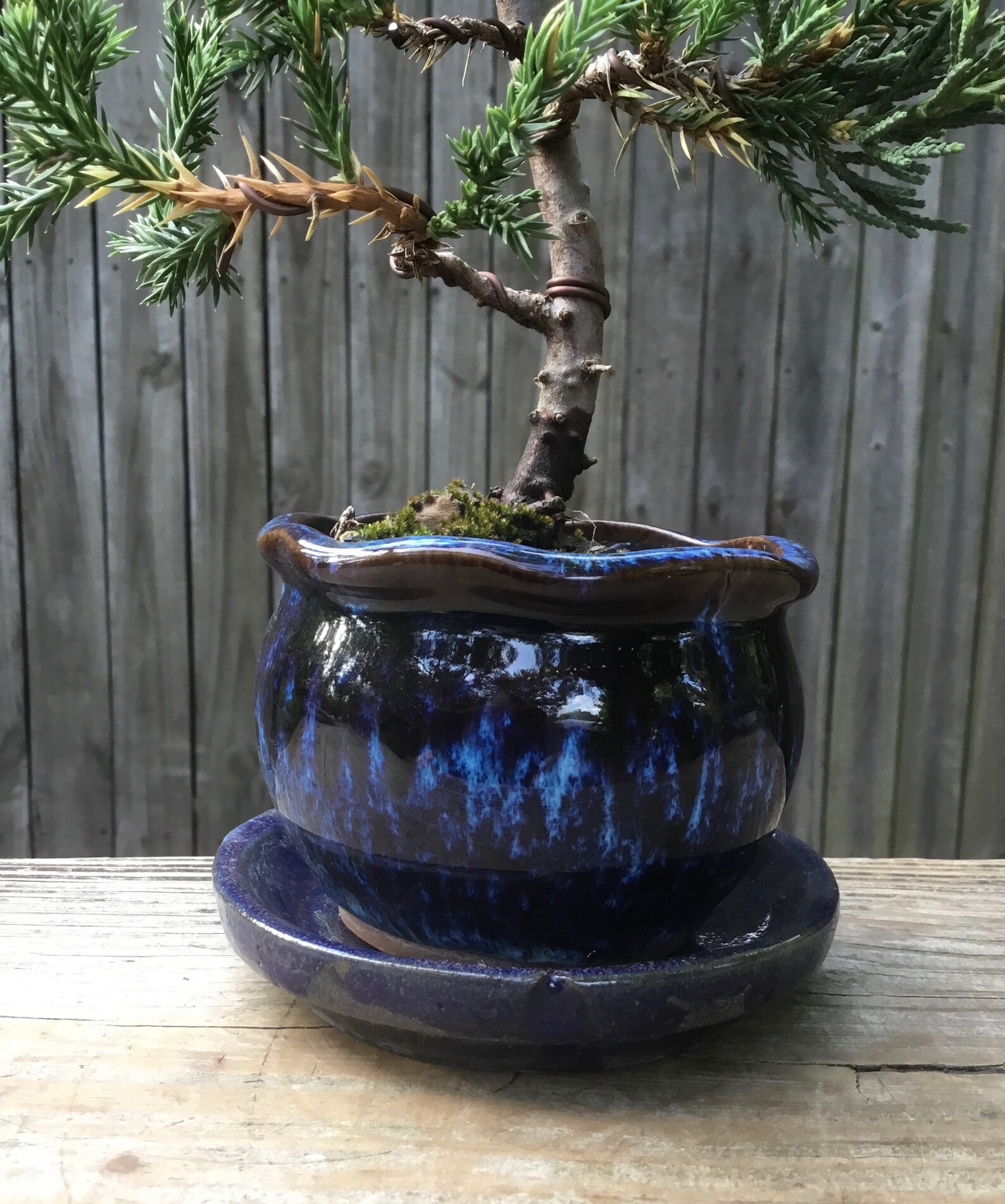 Parsoni Juniper Bonsai Tree in blue ceramic 4 inch pot wired Etsy