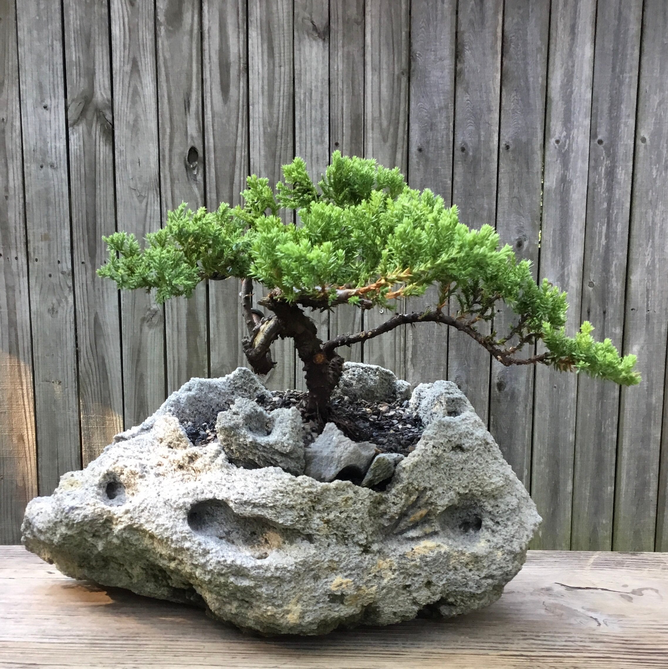 Bonsai Juniper Bonsai Tree in a Hand Carved Lava Rock Planter. Etsy