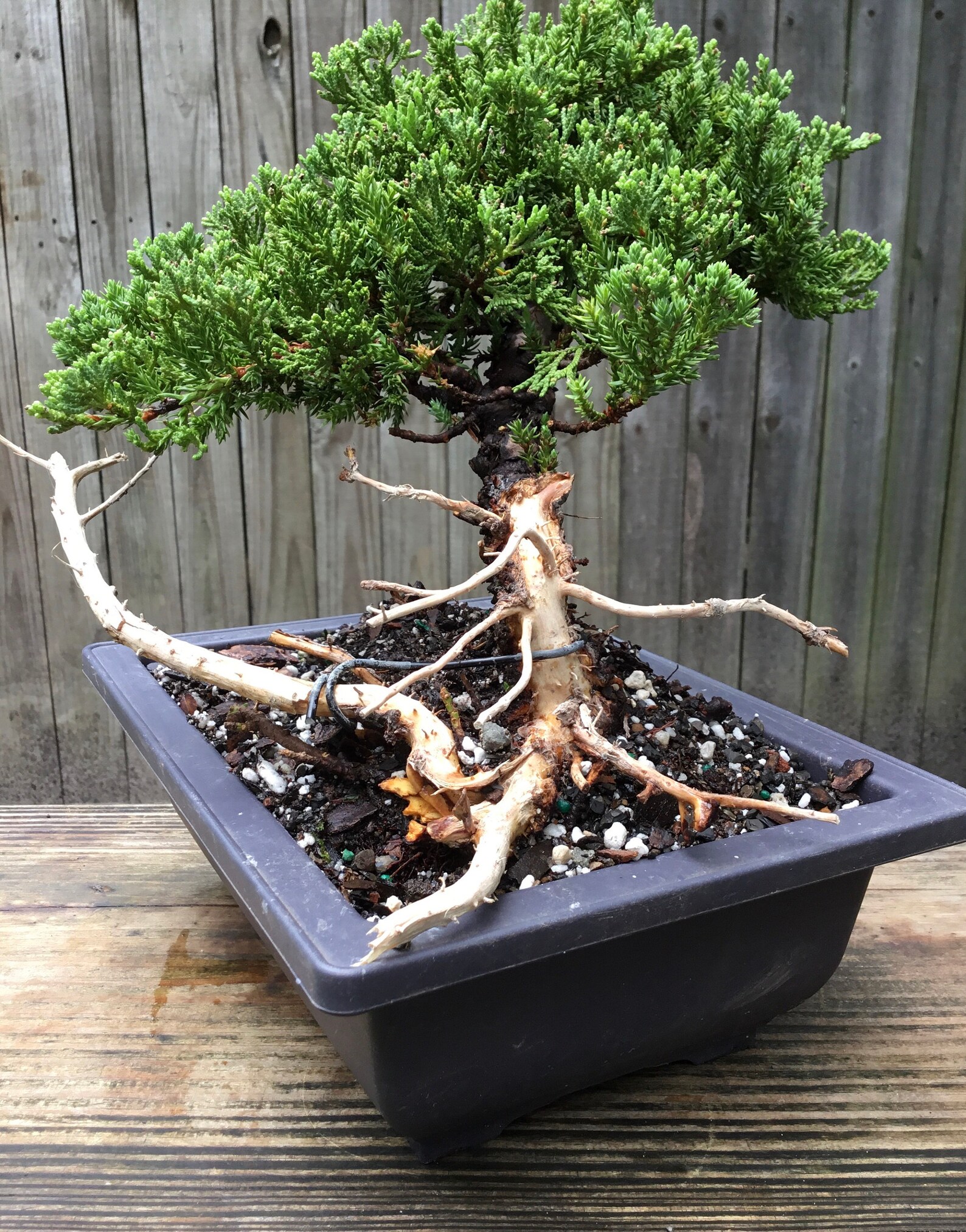 Juniper Bonsai Tree with jin and shari in a rectangle 9 inch Etsy