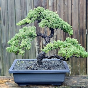 May include: A bonsai tree with a dark, textured, winding trunk and dense, vibrant green foliage arranged in layered pads. The tree is planted in a rectangular, dark gray ceramic pot filled with dark, coarse soil and small pebbles.