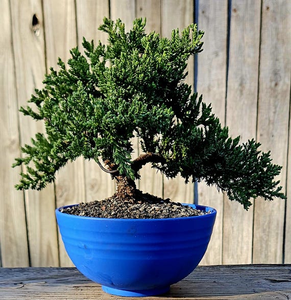 Japanese Juniper Bonsai in 6 Inch Plastic Pot - Etsy