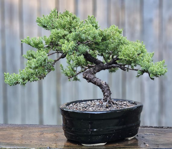 bonsai quercus Quercus suber bonsai – Ikigai Bonsai