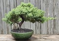 Japanese Juniper Bonsai Tree, 10 Year, Green Ceramic Pot
