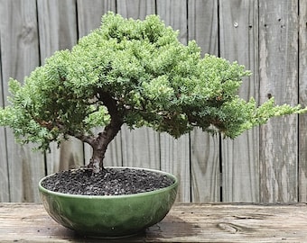 Bonsai Japanese Juniper Bonsai tree in a green glazed ceramic pot Great gift. 10 year old trees with great shape.