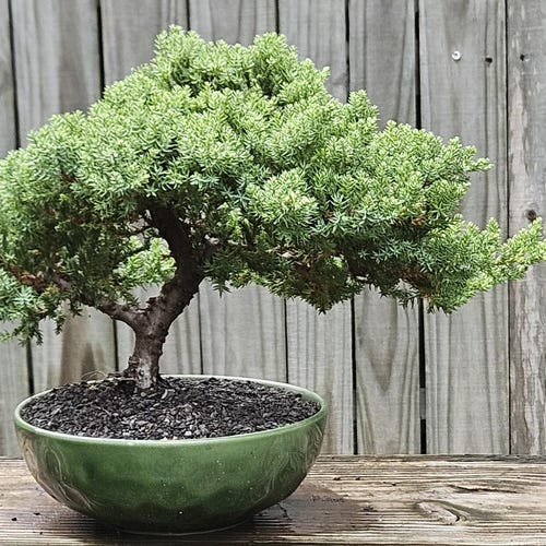 盆栽 Japanese bonsai Bonsai Japanese Juniper Bonsai Tree in a Green Glazed Ceramic Pot