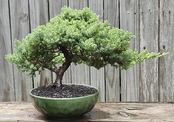 Japanese Juniper Bonsai Tree, 10 Year, Green Ceramic Pot - Etsy