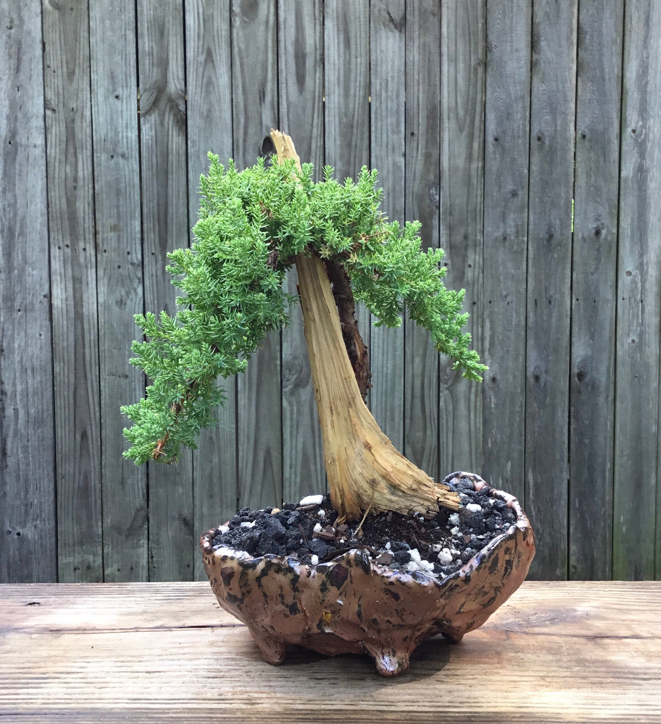 Japanese Juniper Tanuki Bonsai Tree in Handmade Kurama Style Pot