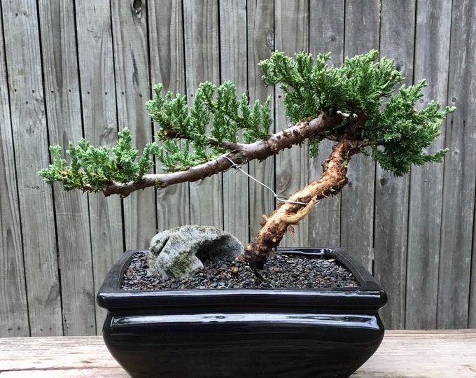Bonsai Juniper Bonsai Tree With Jin and Shari in Black Ceramic 8 Inch Pot Etsy