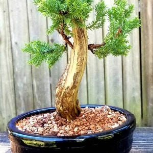 Bonsai Tanuki Japanese Juniper Tree in a Black 6 Inch Ceramic Pot. Cedar  Deadwood. Nicely Shaped - Etsy