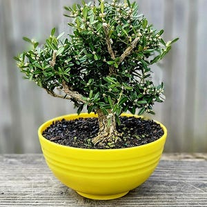 decorative bonsai Floating Bonsai Tree main image 0