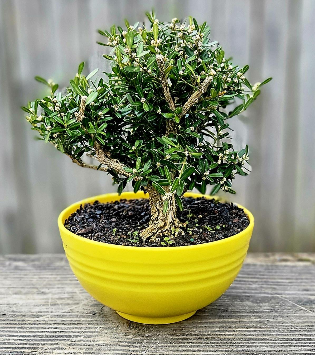cherry blossom bonsai tree for sale Nearly Natural Cherry Blossom Bonsai Silk Tree, Pink