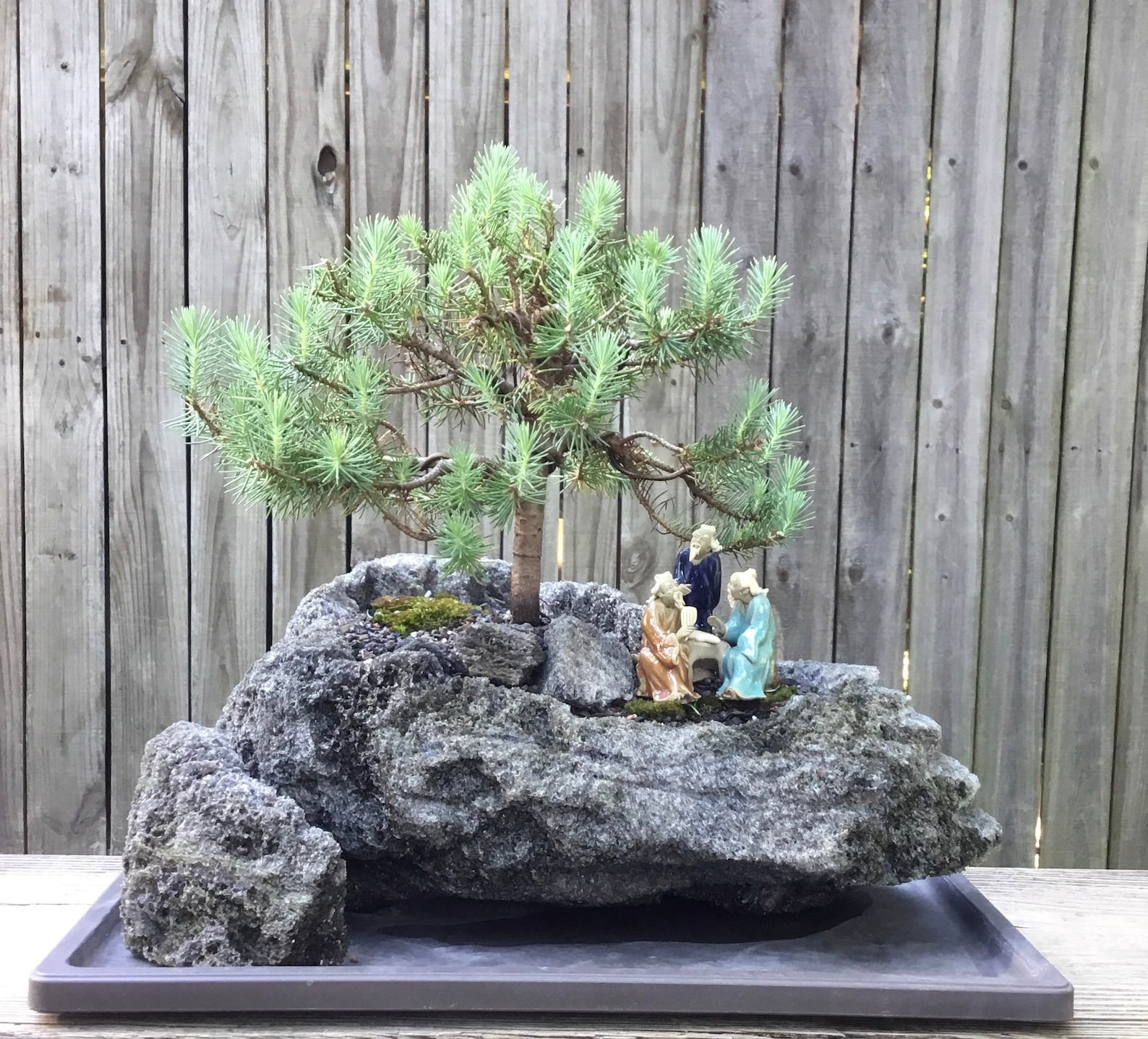 Stone Pine Bonsai Tree in a Lava Rock Planting With Antique Etsy