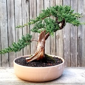 Bonsai Tanuki Japanese Juniper Tree in a Tan 8 Inch Ceramic Pot. Cedar  Deadwood - Etsy Ireland