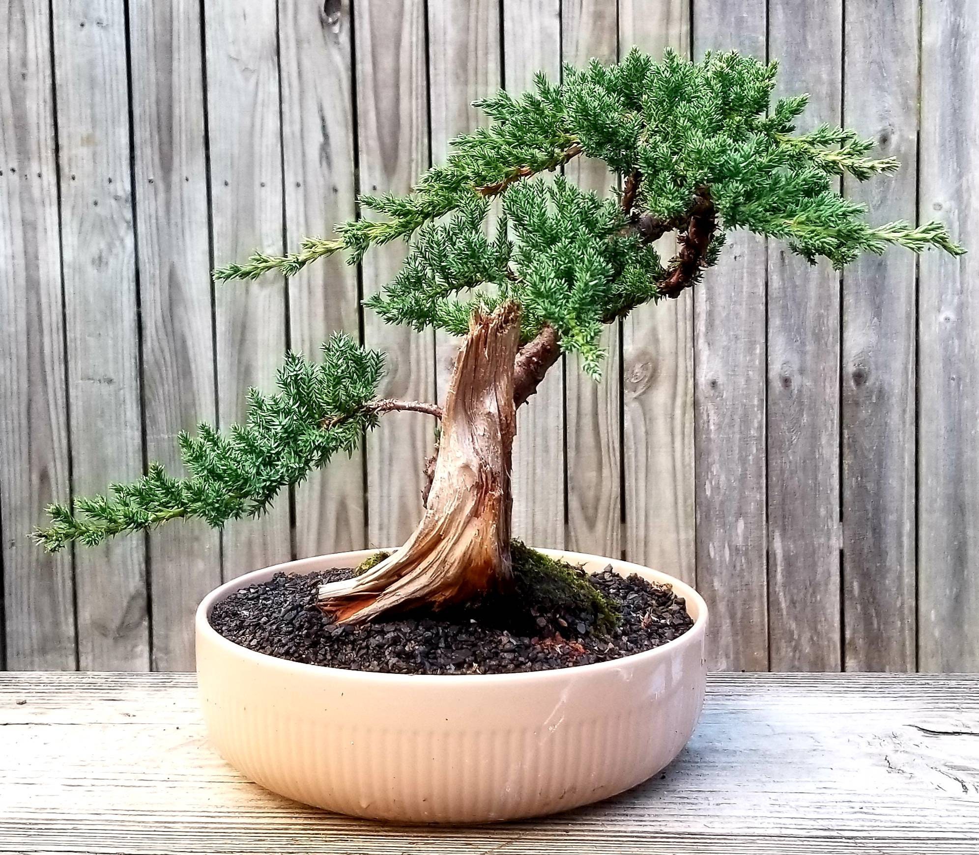 penny bonsai Penny Lane Reblooming Bearded Iris Species Growing Bonsai Bulbs Roots  Rhizomes Corms Tubers Potted Planting Reblooming Fragrant Garden Flower  Seeds Plant main image 1