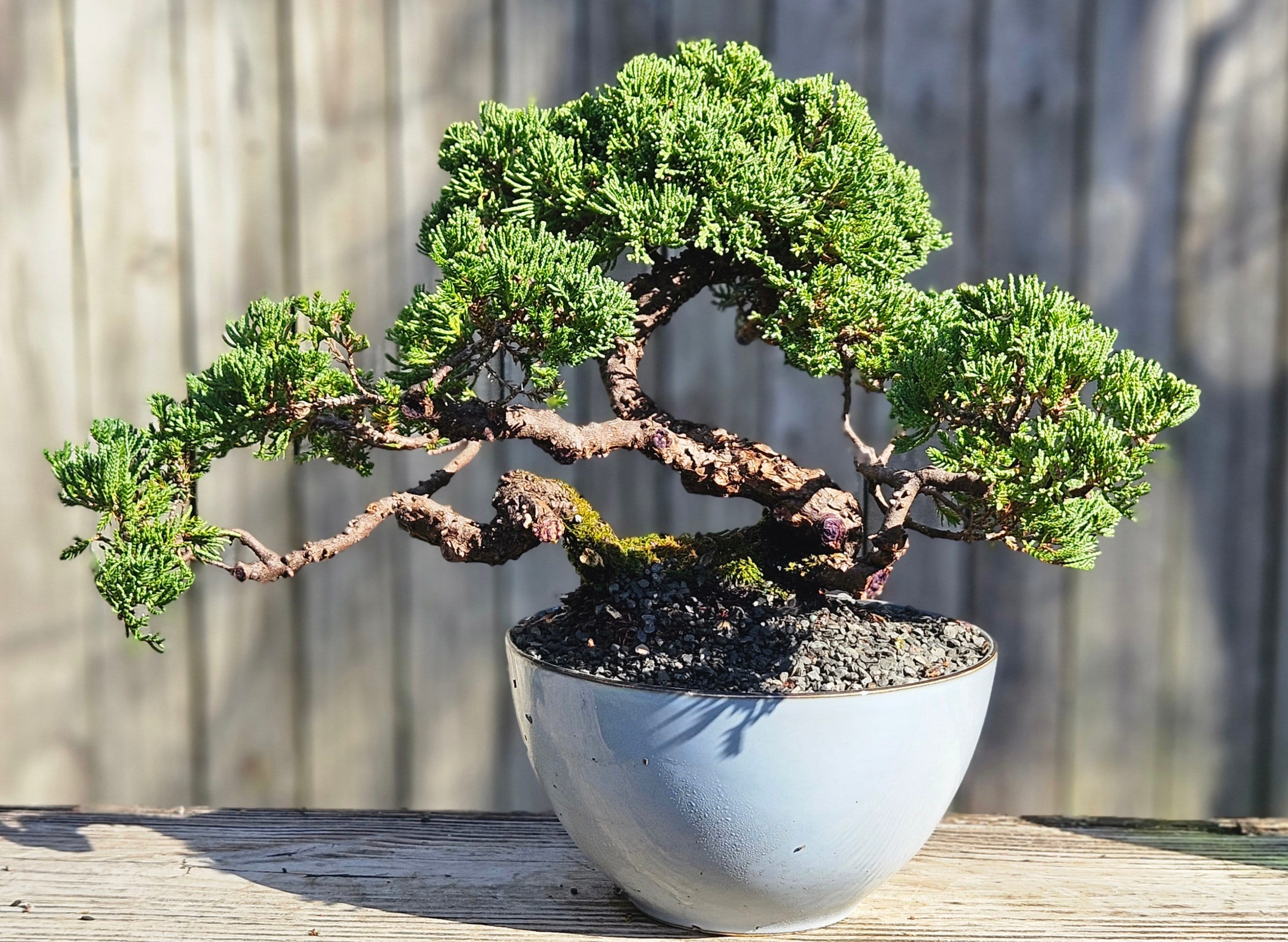 Procumbens Nana Bonsai Tree: 18-year-old Japanese Juniper in