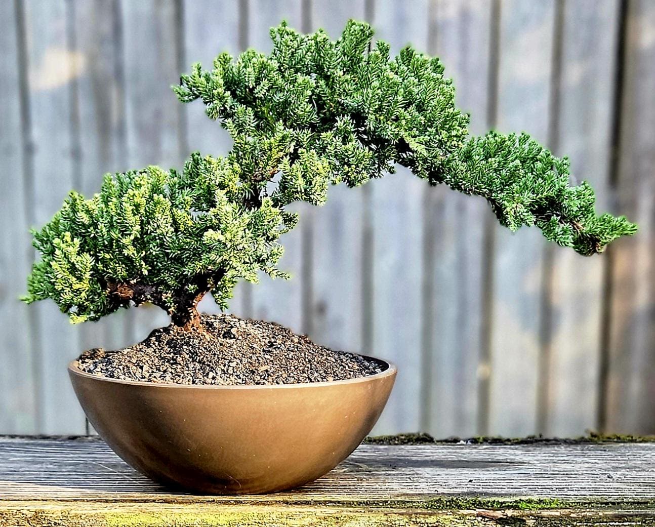 Procumbens Nana Juniper Bonsai Tree in 8