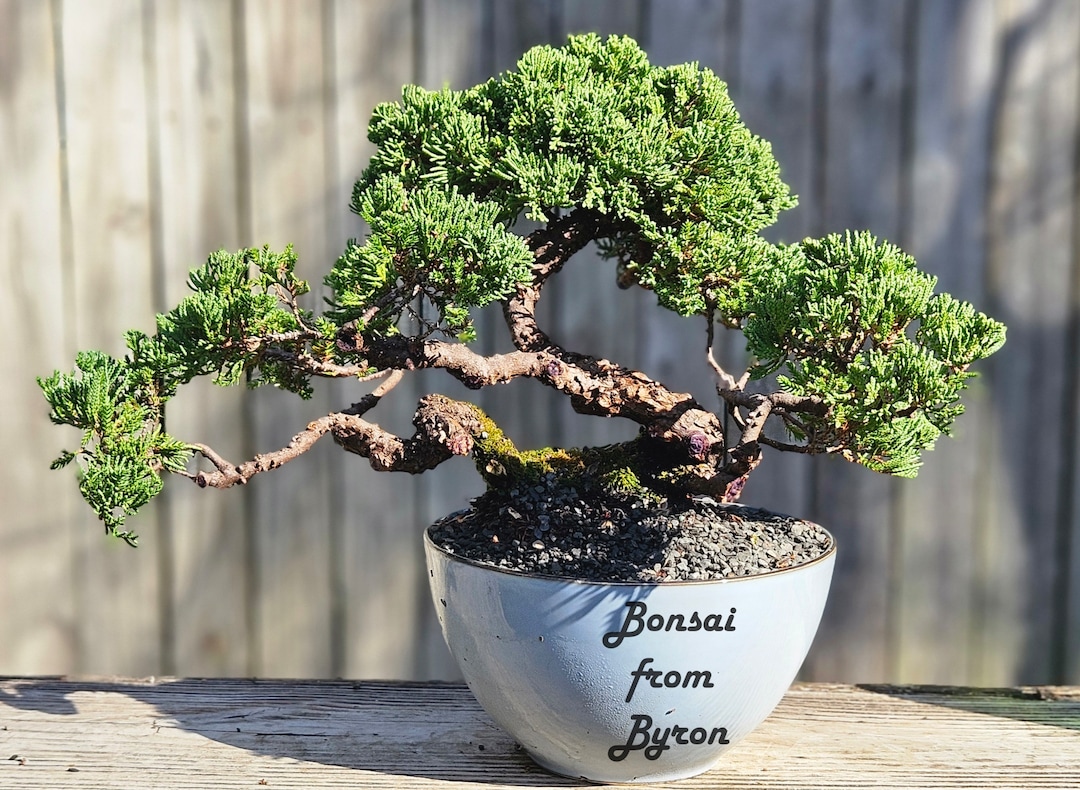 Procumbens Nana Bonsai Tree: 18-year-old Japanese Juniper in