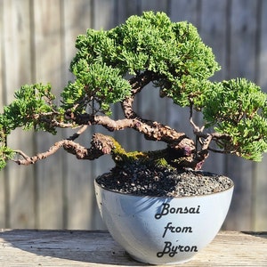 Bonsai Tree Old Procumbens nana /sonare juniper. Large ceramic pot.  Great gift. Can hold up to 21 days