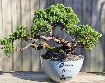 Bonsai Tree Old Procumbens nana /sonare juniper. Large ceramic pot.  Great gift. Can hold up to 21 days