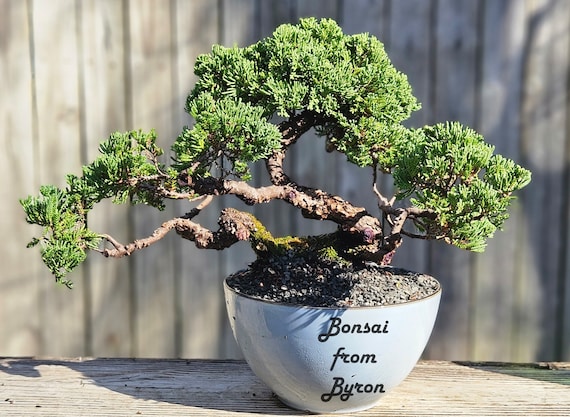 regenbogen bonsai Buy Mixed Rose Rare Bonsai Rainbow Flower Seeds for Planting Vibrant  Colorful Bonsai Seeds for Your Garden – Pure Asia Seeds main image 1