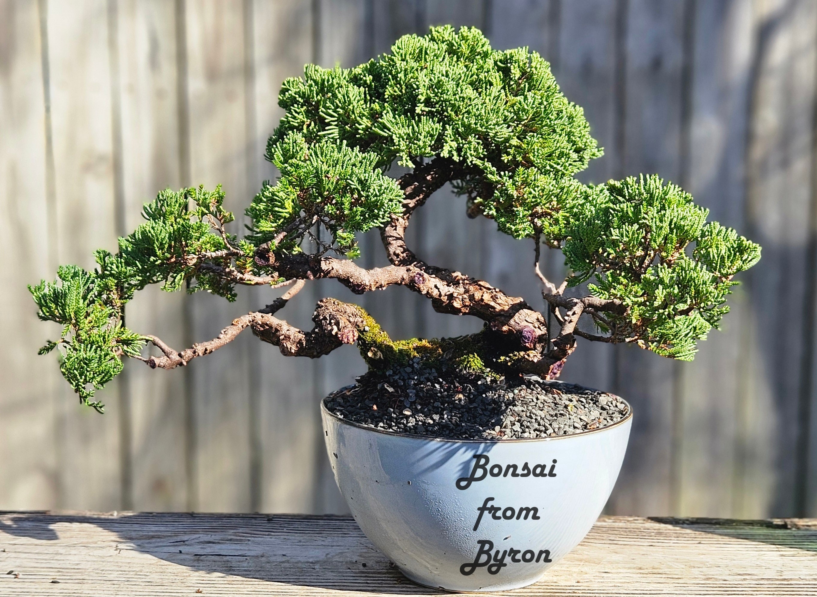 Procumbens Nana Bonsai Tree: 18-year-old Japanese Juniper in