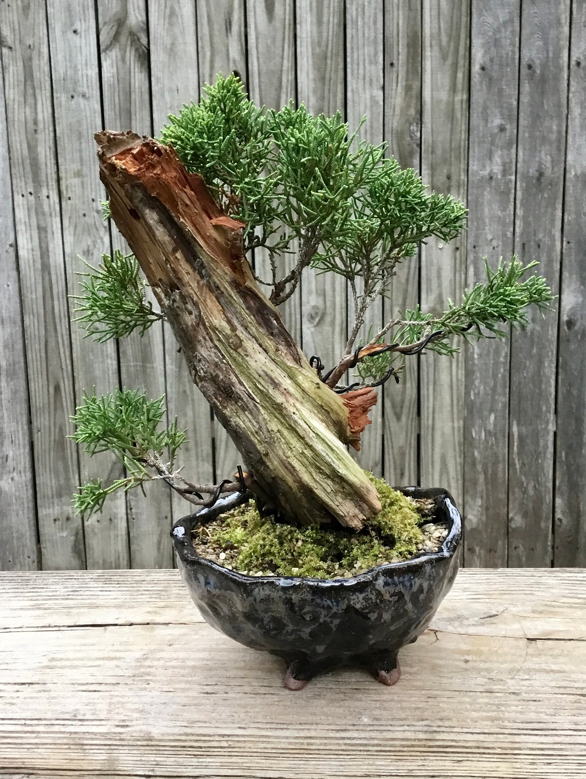 Shimpaku Itogawa Juniper Tanuki Bonsai Tree in a Handmade Glazed 6