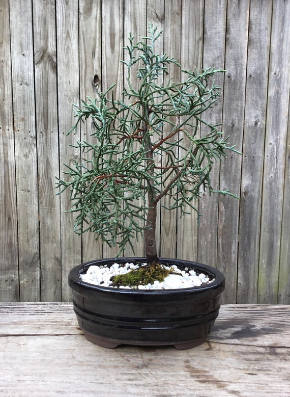 Bonsai Arizona Cypress Bonsai Tree in a Ceramic Glazed Pot Etsy