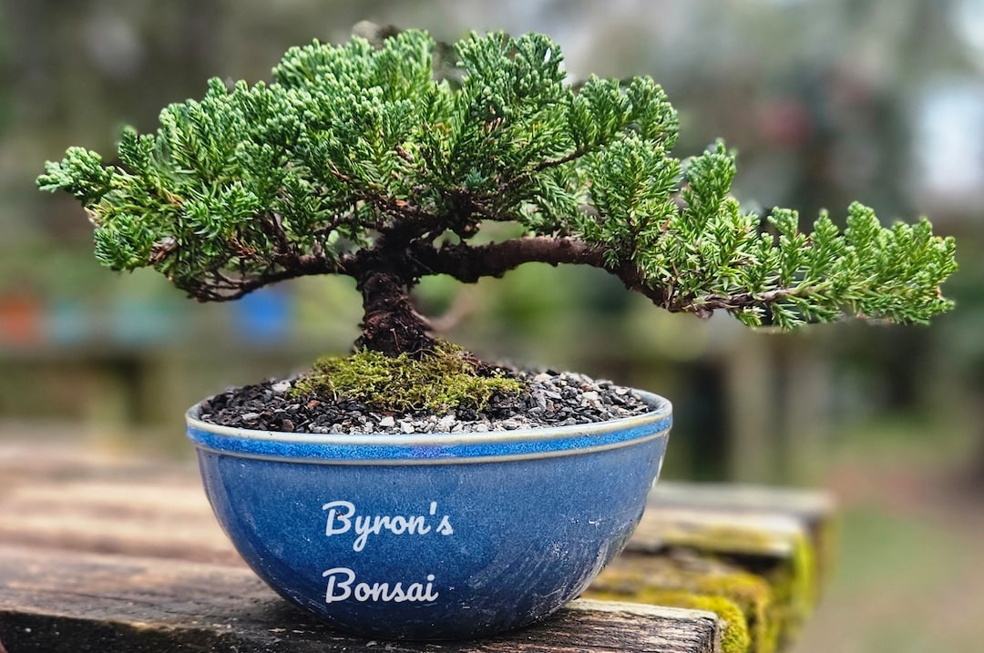 Bonsai Japanese Juniper Bonsai Tree in a 6 Inch Round Blue Glazed