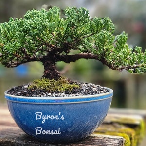 May include: A bonsai tree with vibrant green foliage and a dark brown trunk is planted in a blue ceramic pot. The pot has the text "Byron's Bonsai" in white. The bonsai is placed on a wooden surface.