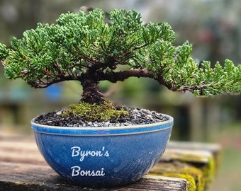 Bonsai Japanese Juniper Bonsai tree in a 6 inch Round Blue glazed ceramic pot.