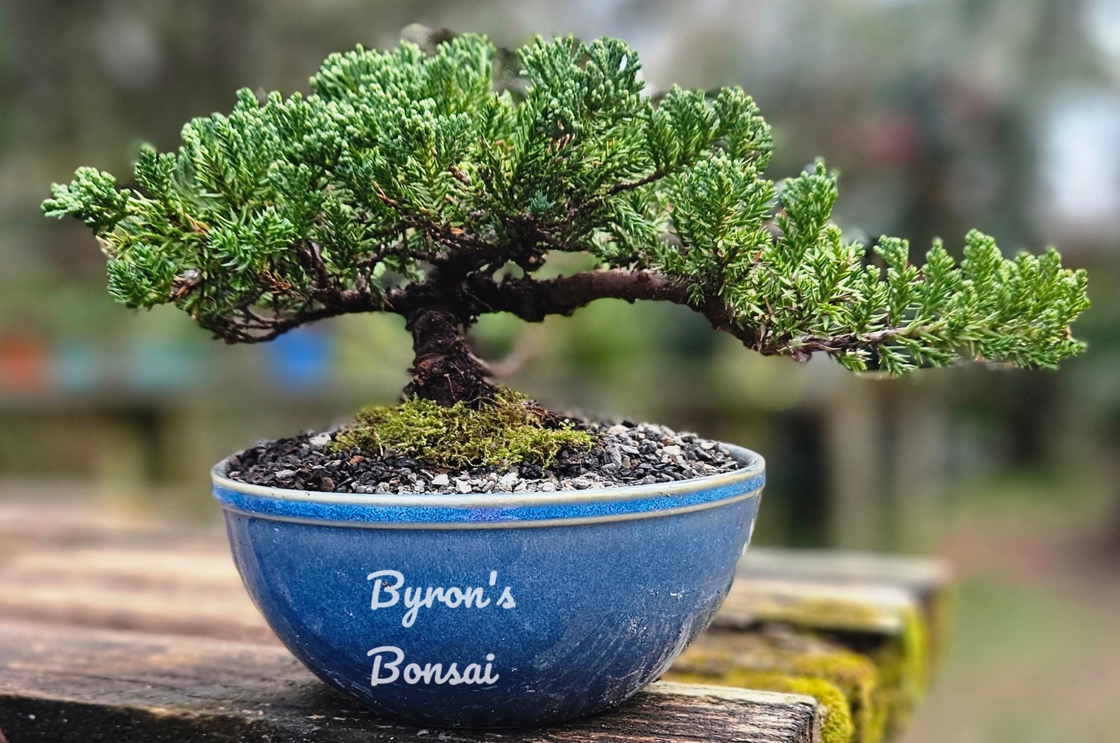 Bonsai Japanese Juniper Bonsai Tree in a 6 Inch Round Blue