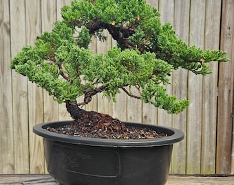 Bonsai Tree Old Procumbens nana /sonare juniper. 15 inch black  plastic pot.  Great gift. Can hold up to 21 days